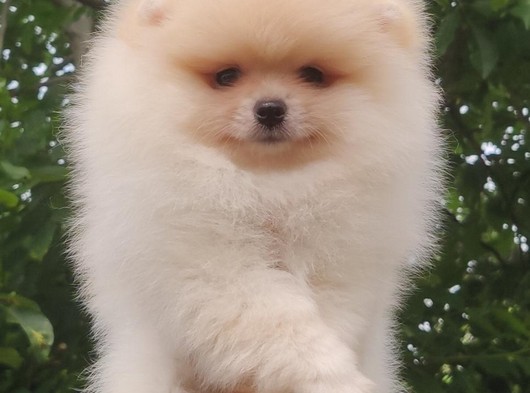 Show Kalite Safkan Pomeranian Boo Yavrumuz