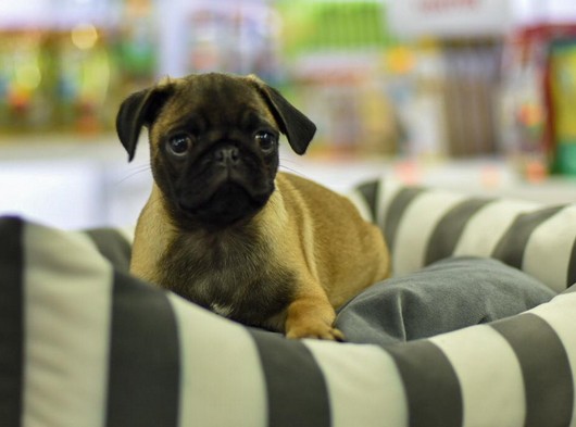 Çok Özel Pug Mobs-Jack Russell-Pomeranıan-Golden-Labrador Yavrularımız