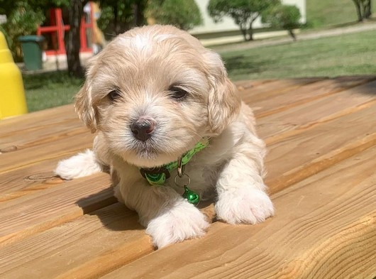 A Kalite Maltipoo Yavrularımiz