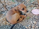 Chihuahua cins 3 aylık köpek