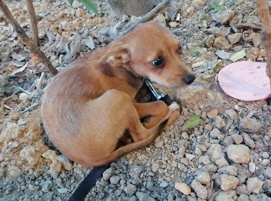 Chihuahua cins 3 aylık köpek