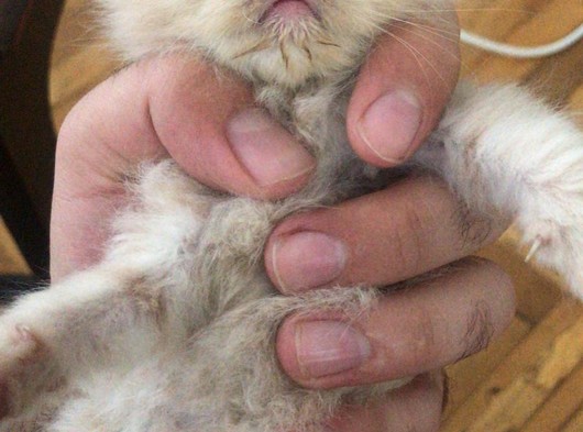 Exotic Shorthair Dişi