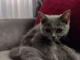 3 aylık british yavru kedi