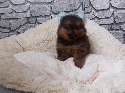 A Kalite Pomeranian Boo