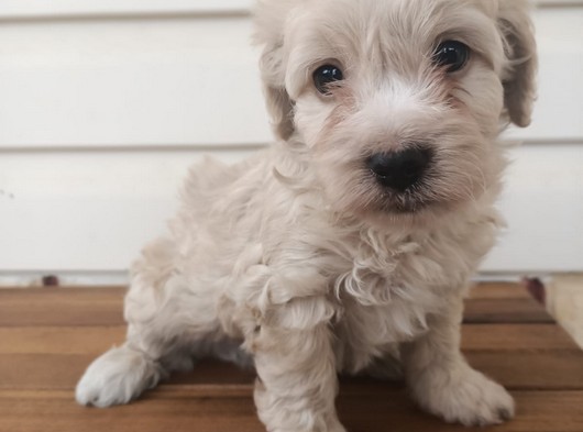 A Kalite Maltipoo Yavrularımiz