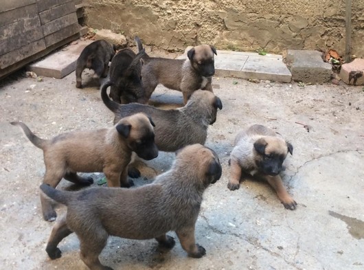 Safkan Belcika Malinois Yavrular