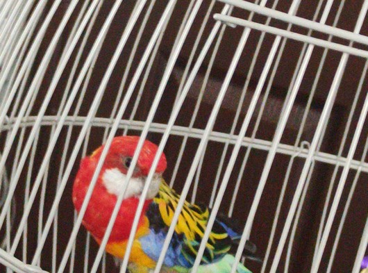 Rozella papağan