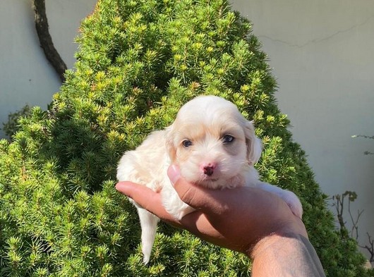 Sağlık Irk Garantili Dünya Tatlısı Maltipoo