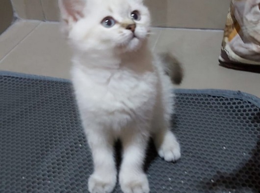 British Shorthair Blue Point Dişi