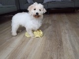 Eğitimli 5 aylık Maltese Terrier