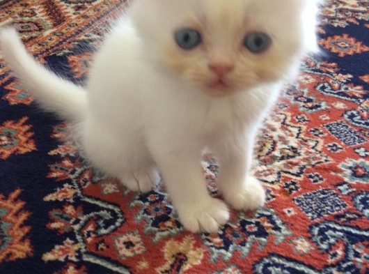Saf iran kedisi 1.5 aylık
