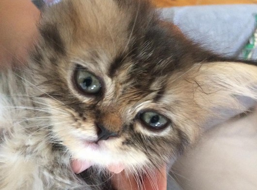 Saf iran kedisi 1.5 aylık