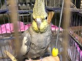 1 yaşında sultan papağan cift