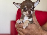 Chihuahua yavrularımız gelmiştir