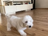 Maltese terrier yavru