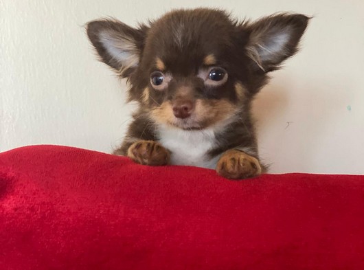 Chihuahua Yavrumuz Yeni Ailesini Bekliyor