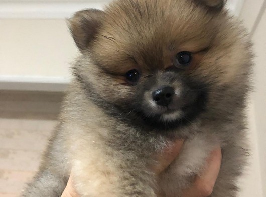 Veteriner Teknikerinden Pomeranian Boo