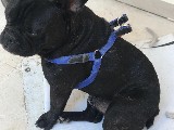 1 yaşında erkek french bulldog