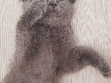 Sahibinden satılık british shorthair kedi