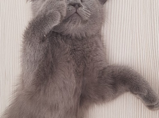 Sahibinden satılık british shorthair kedi