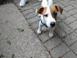 Jack Russel 3 aylık