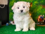 @yavrupatiler den Maltese terrier beyaz yavru