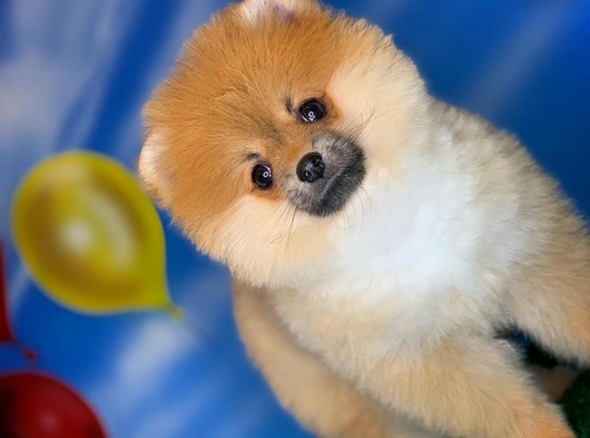 3.5 Aylık Dişi Secereli Safkan PomeranianBoo Kızımız