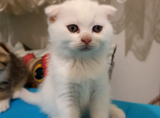 Safkan Scottish Fold Yavrularımız