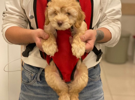 Veteriner Teknikerinden Maltipoo Dişi Yavru