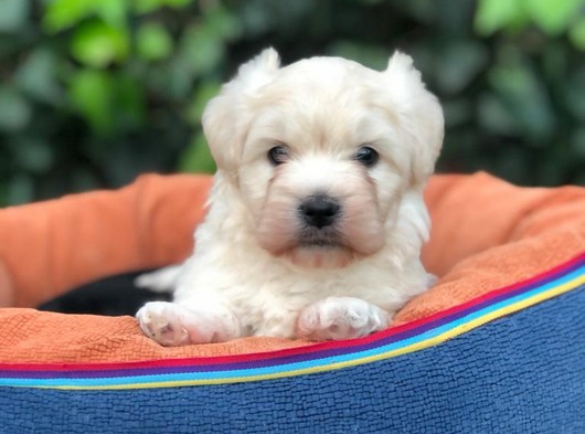 Maltipoo Erkek