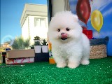 Yarışma Düzeyi PomeranianBoo Yavrumuz