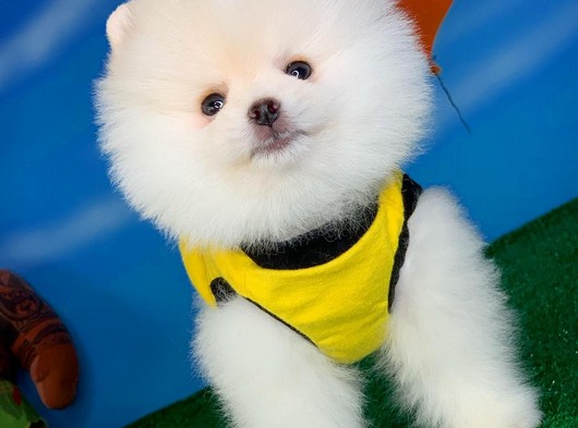 Kar Beyaz MiniBoy PomeranianBoo Yavrumuz