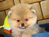 TeddyBear Yüz Yapısına Sahip Pomeranian Boo Yavrumuz