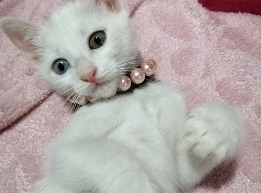 Khao Manee Nadir Cins 1.5 Aylık 2 Adet Beyaz Dişi Kedilerimize Yuva Arıyoruz
