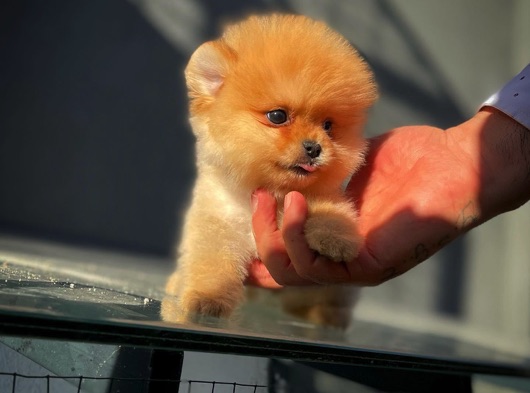 Orijinal Renk MiniBoy TeddyBear PomeranianBoo Yavrumuz