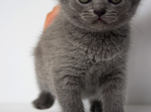 Safkan Sağlıklı Blue British Shorthair Yavrumuz Ira