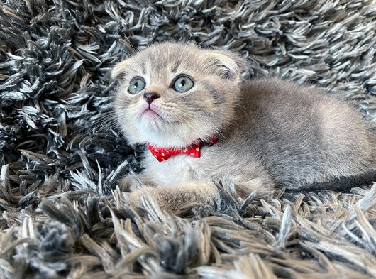 Çocuklarla İyi Anlaşan Blue Tabby Scottish Fold Yavrumuz Cosmo