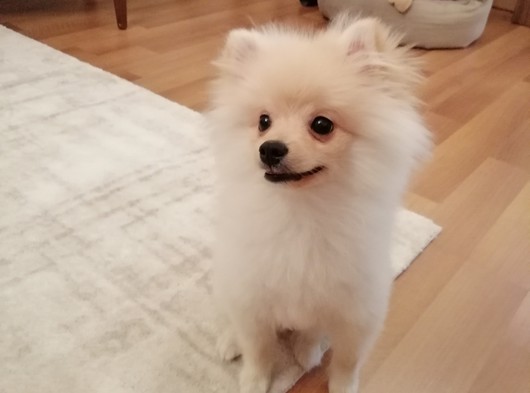 Pomeranian Spitz