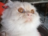 Süper kalite uysal 11 aylık chincilla erkek kedi