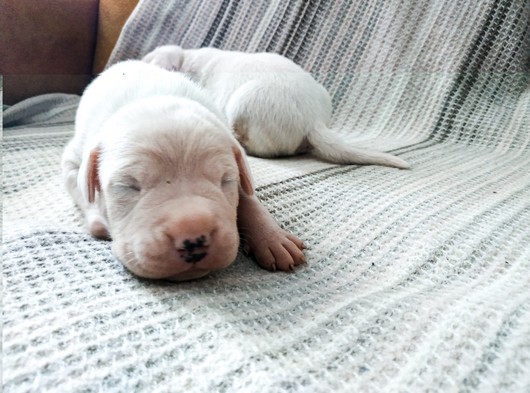 Son 2 Erkek Safkan Dogo Argentino Yavruları