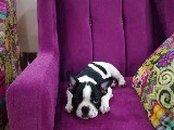 4 aylık french bulldog