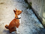 Basenji havlamayan köpek