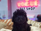 Black Toy Poodle Yavru