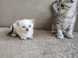 Scotish kedi yavruları