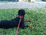 9 Aylık Safkan erkek Koca Kafa Rottweiler