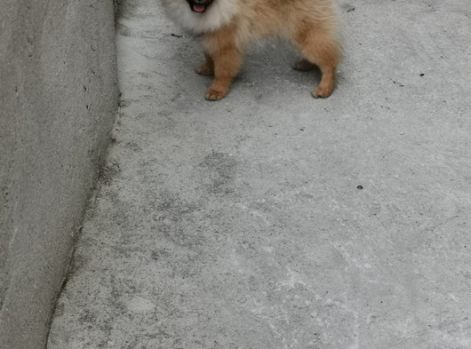 Pomeranian Boo 6 Aylık Dişi