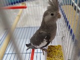 Wf Sultan papağanı