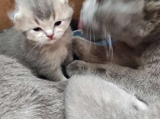 Ankara schottish fold birisith silver kedi