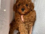 Red Brown erkek toy poodle yavrularımız