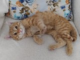 Çok uysal ve çok tatlı sarman ev kedisi